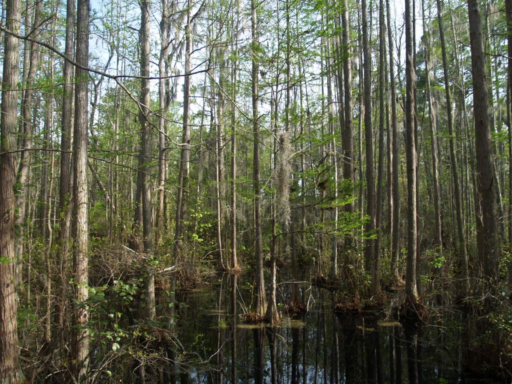Woods Bay State Park Swamp