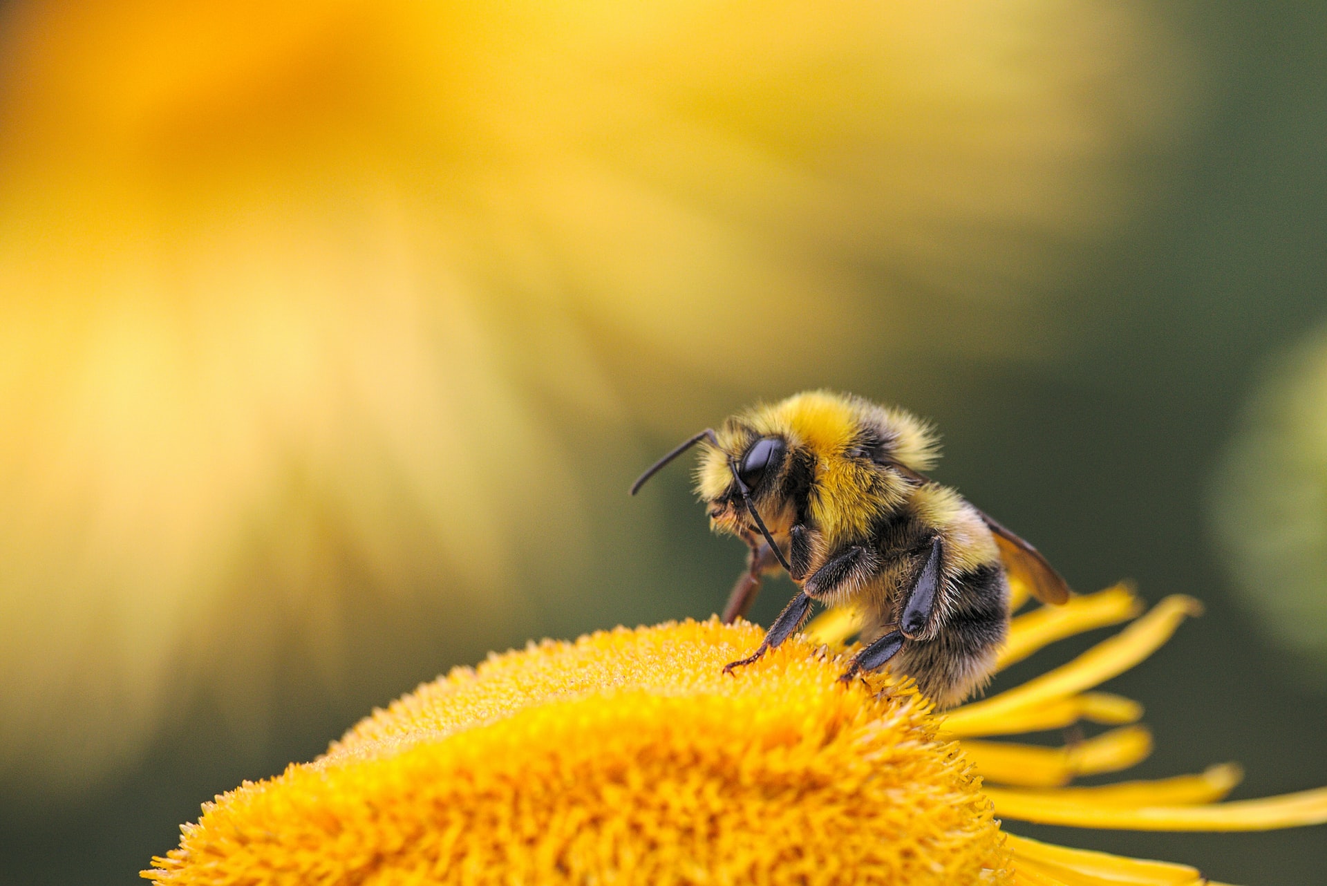 honeybee on a yellow flower