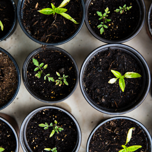 Photo of seedlings in pots from an overhead view