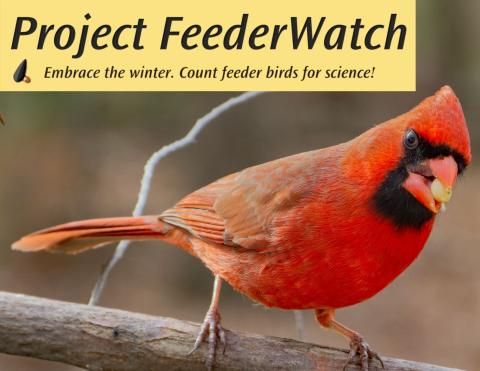 Project FeederWatch: embrace the winter, count feeder birds for science! Pictured: Northern Cardinal