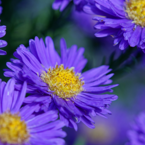 Photo of purple aster flowers