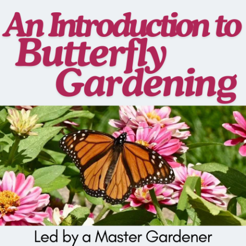 Text is An Introduction to Butterfly Gardening above a photo of a monarch butterfly on a flower