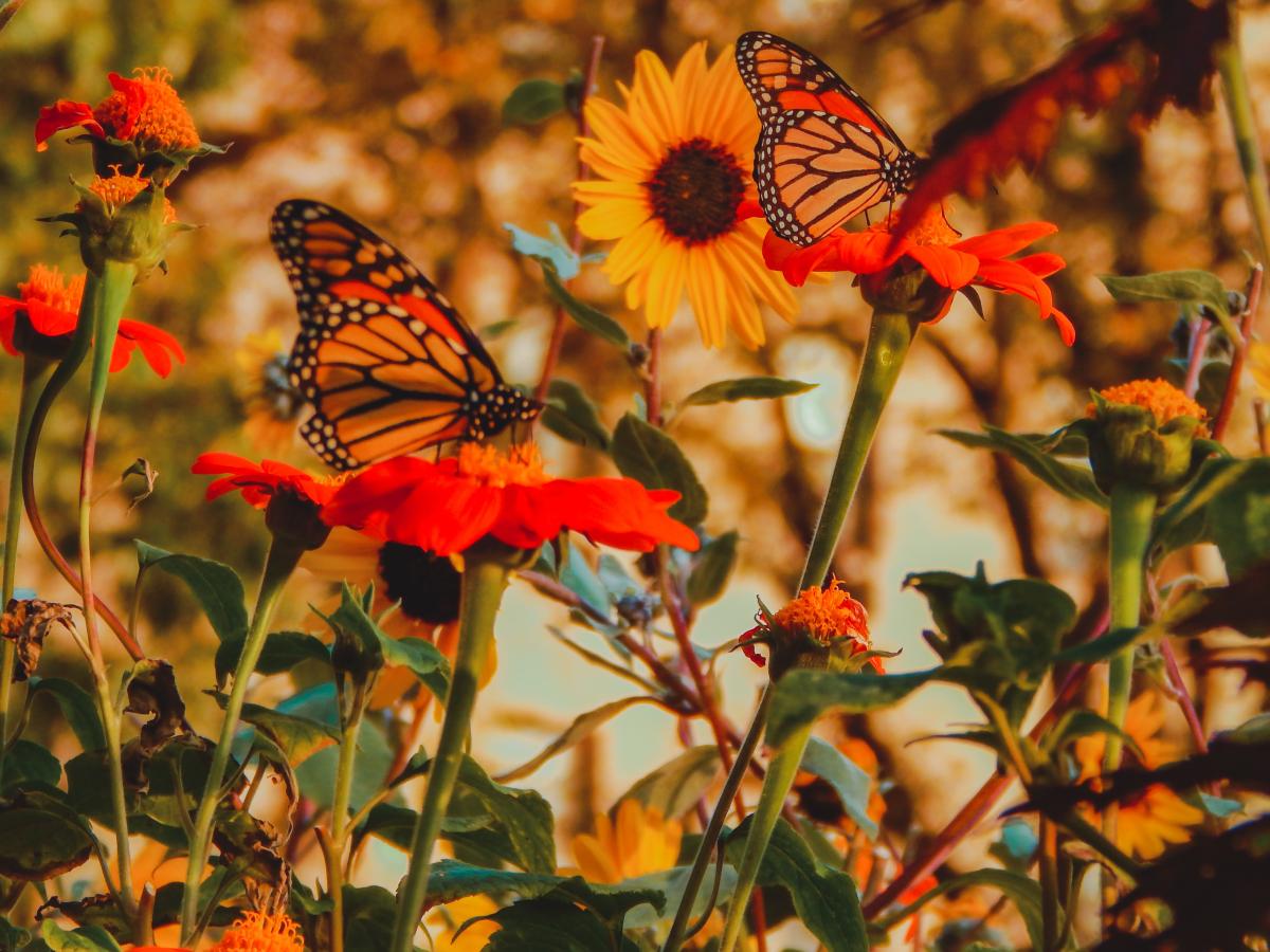 monarch butteflies on red and yellow flowers