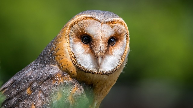 Barn owl